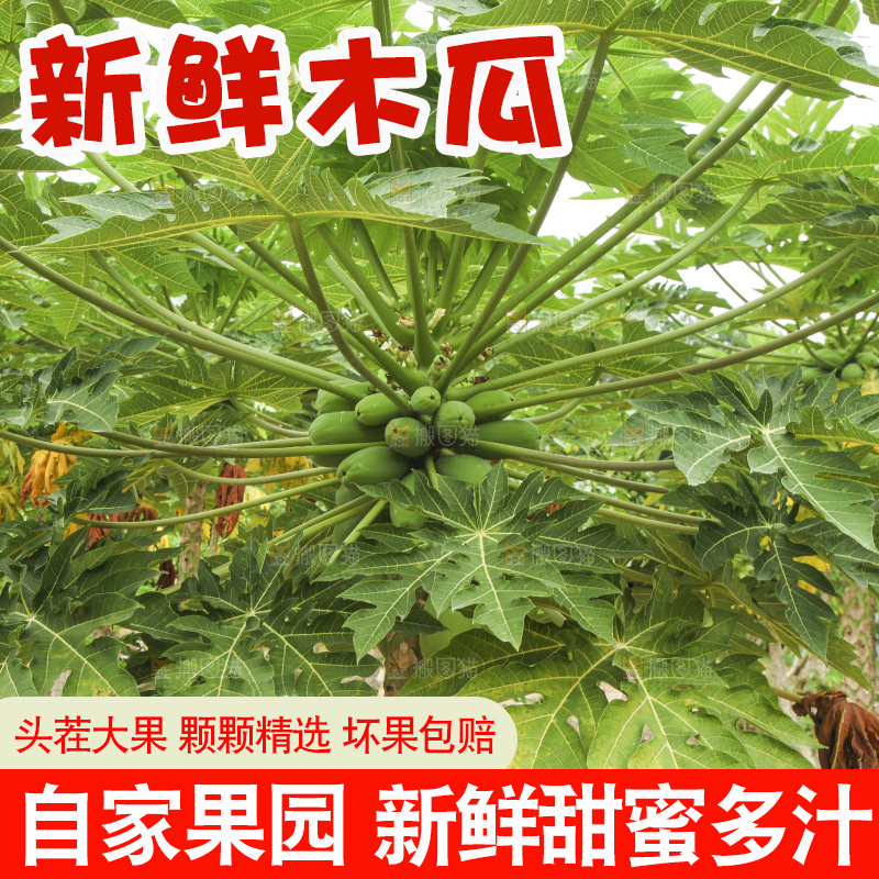 树上的木瓜