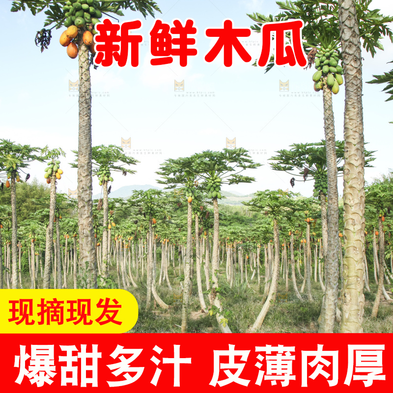 树上的木瓜