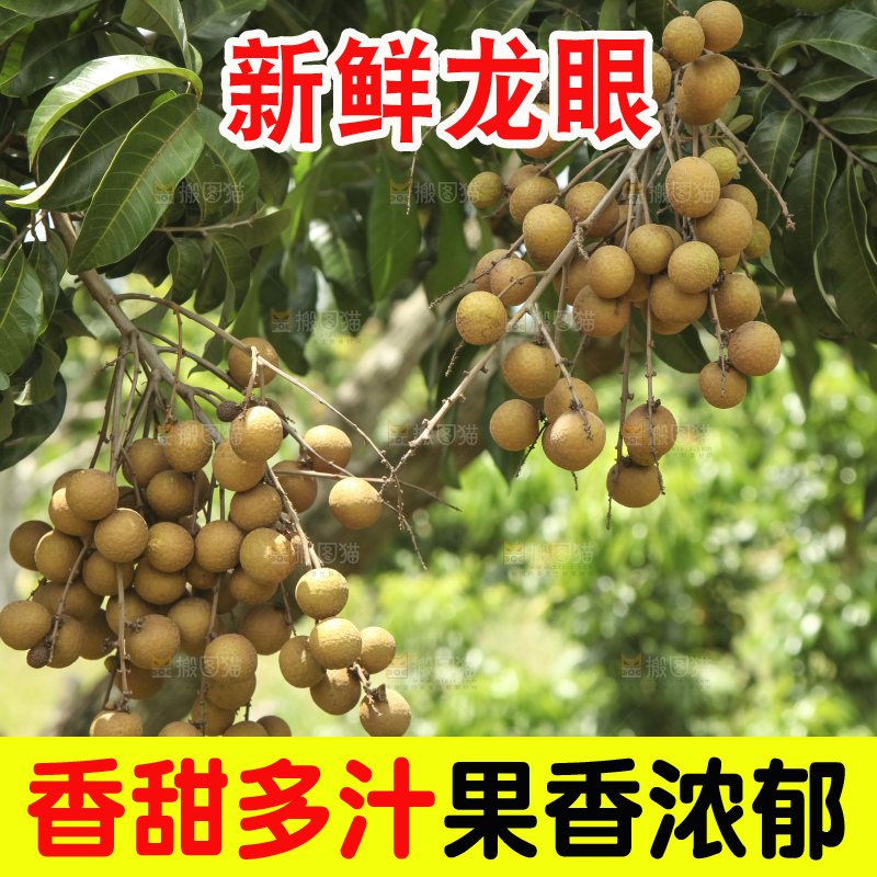 树上的新鲜龙眼