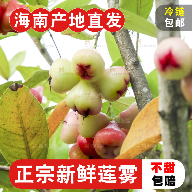 树上的新鲜莲雾