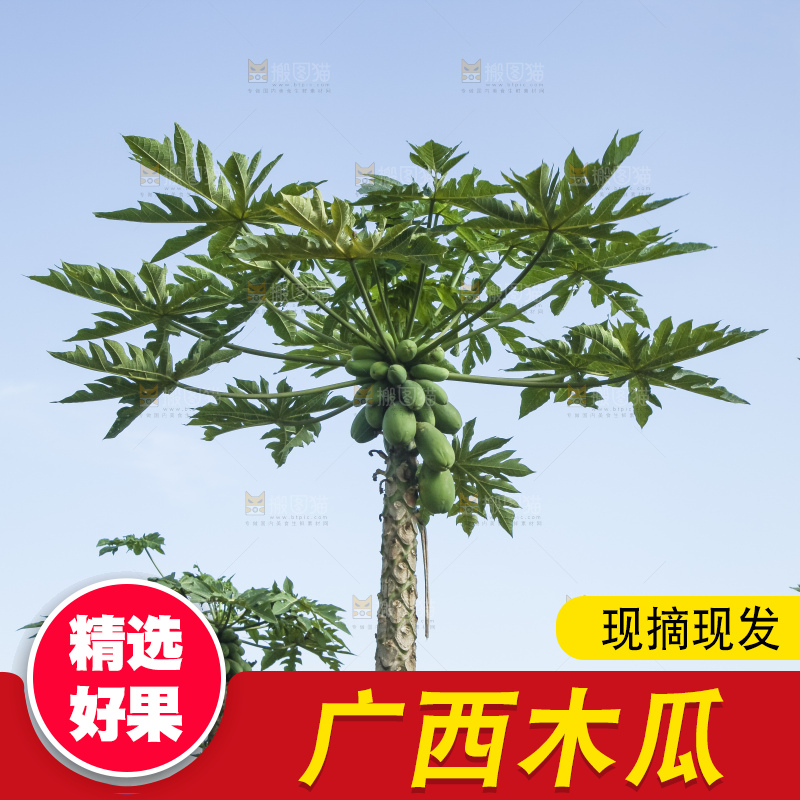 树上的木瓜