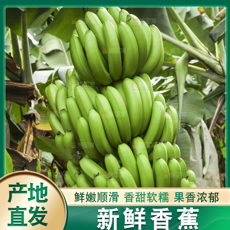 树上的新鲜香蕉
