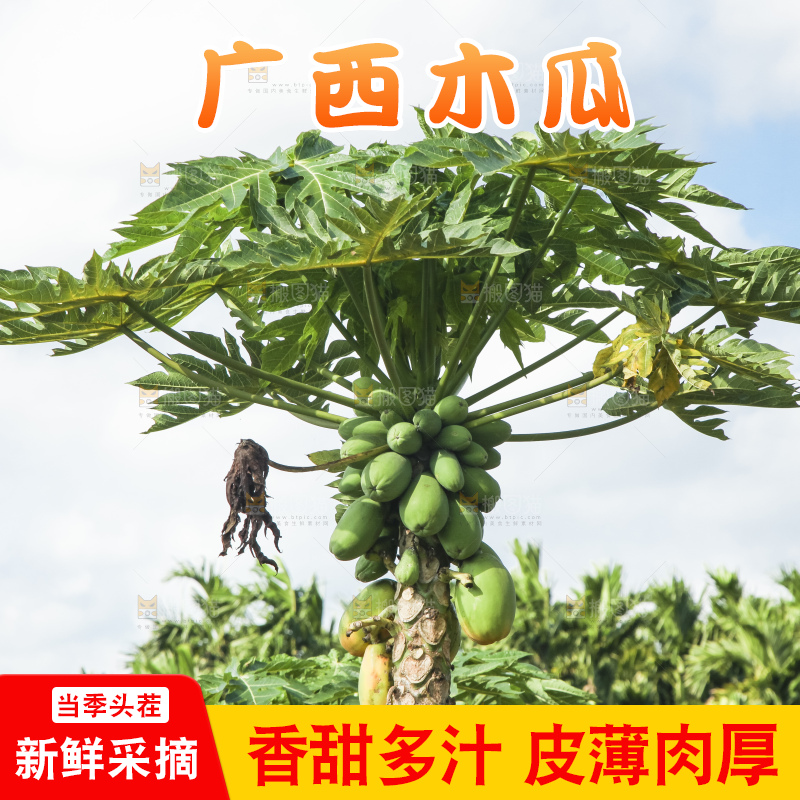 树上的木瓜