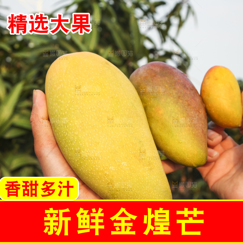 手里拿着金煌芒
