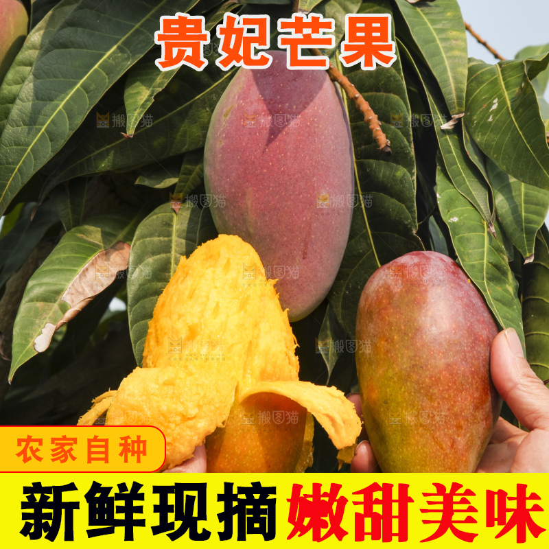 树上的新鲜芒果