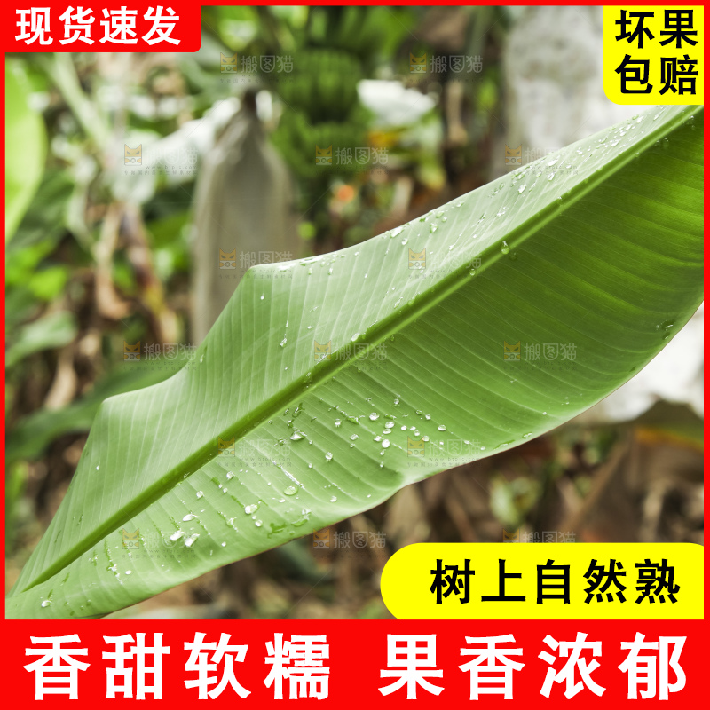树上的新鲜香蕉