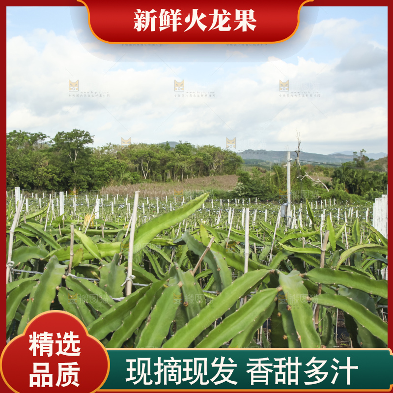 火龙果产地