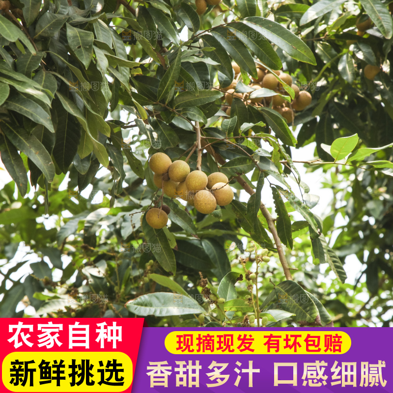 树上的新鲜龙眼