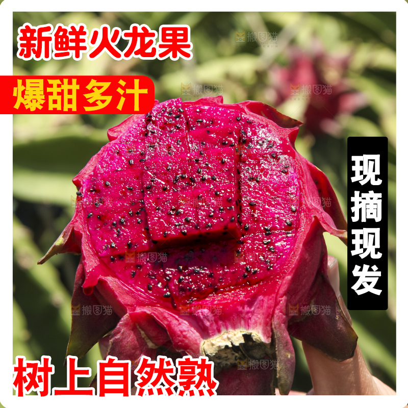 火龙果产地
