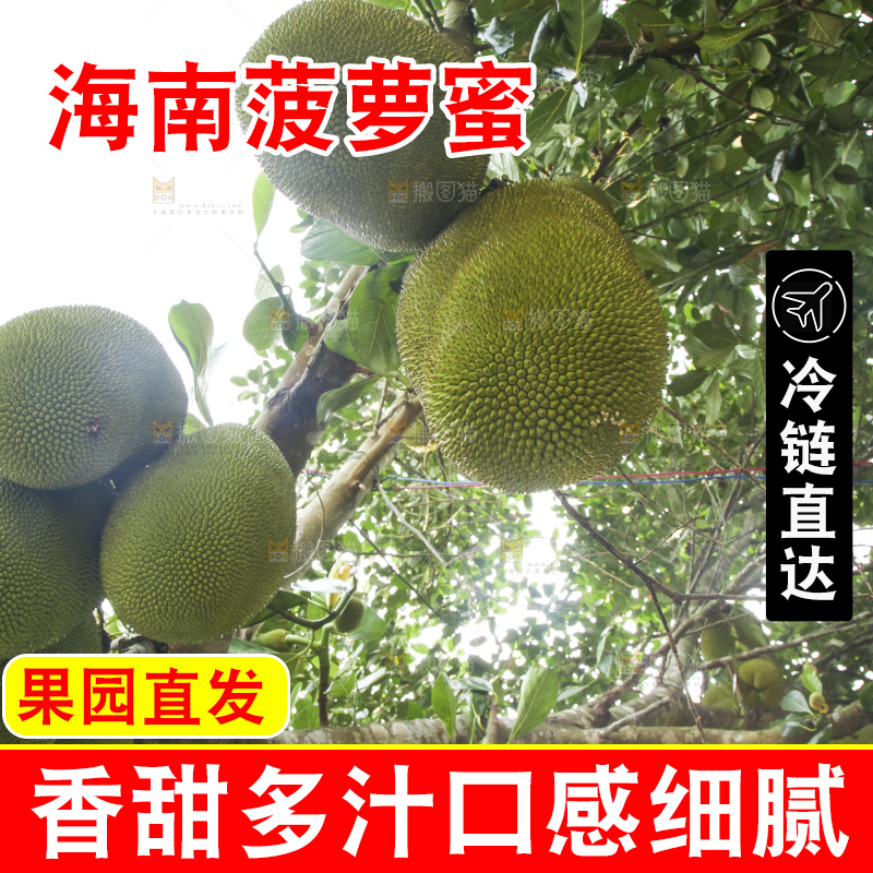 树上的新鲜菠萝蜜