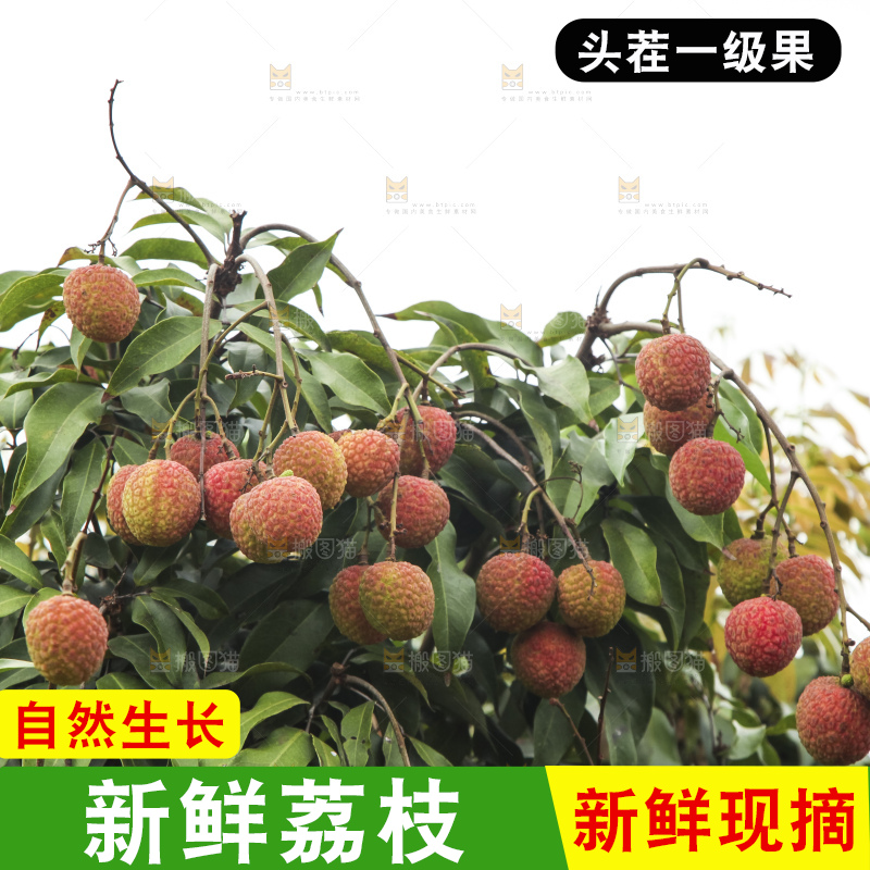 树上的荔枝