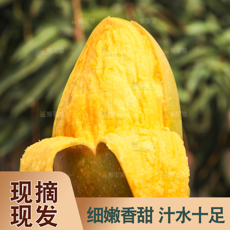 树上的新鲜芒果