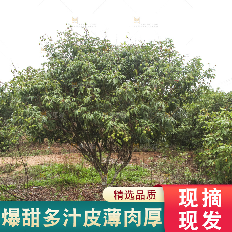 树上的荔枝
