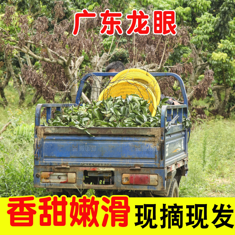 树上的新鲜龙眼