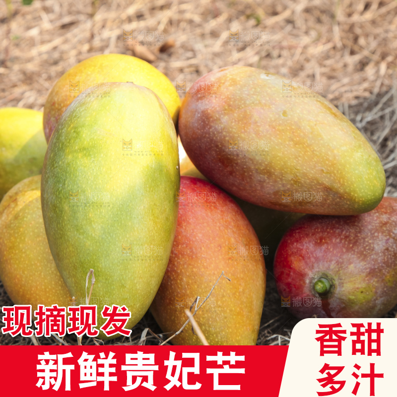 树上的新鲜芒果