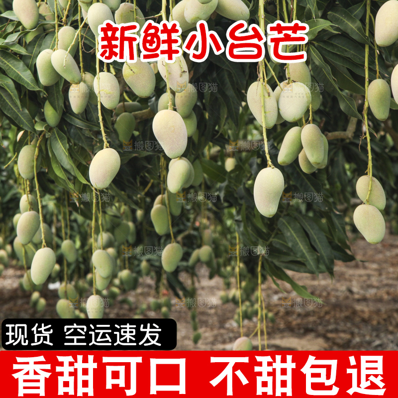 树上的小台芒