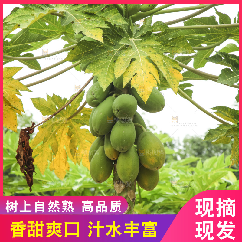 树上的木瓜