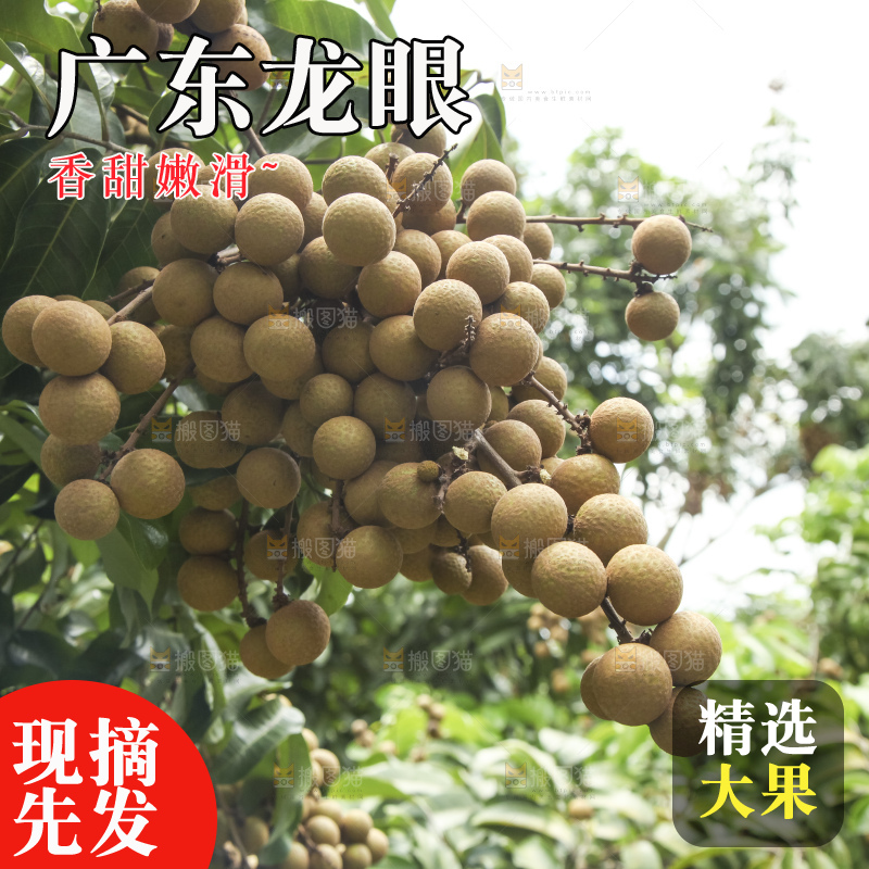 树上的新鲜龙眼