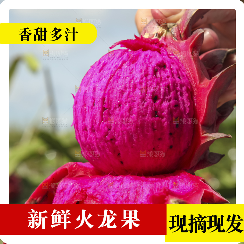 火龙果产地