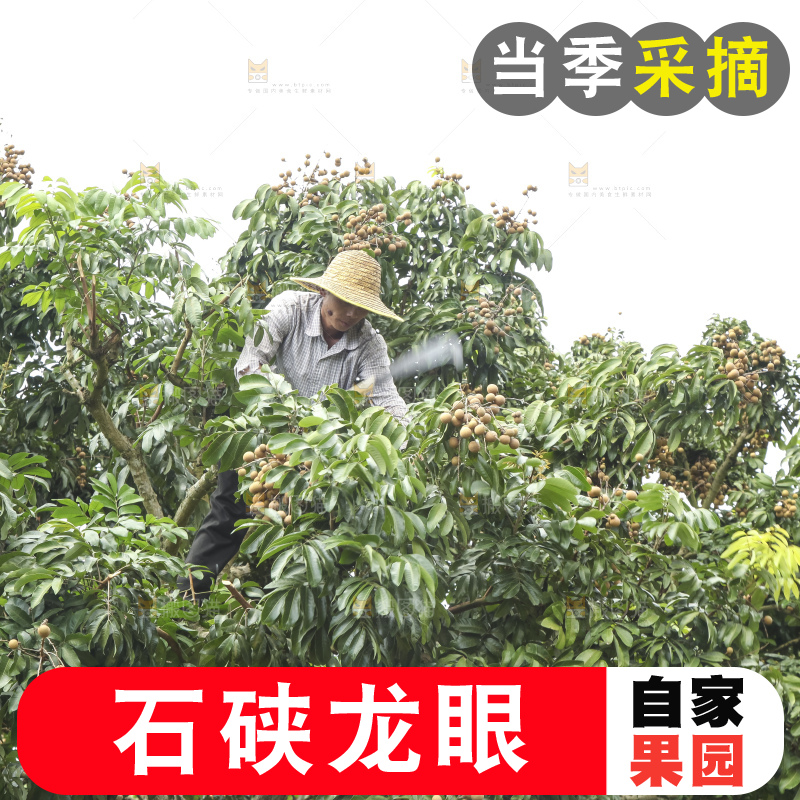 树上的新鲜龙眼