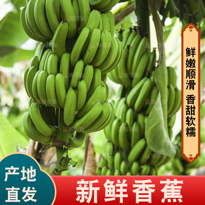 树上的新鲜香蕉