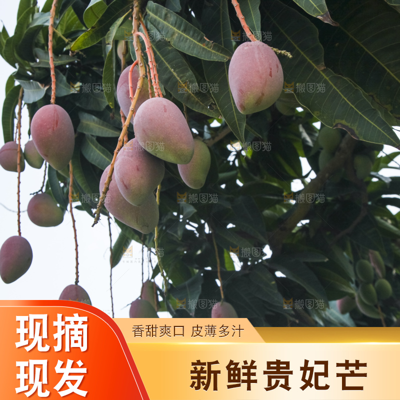 树上的新鲜芒果