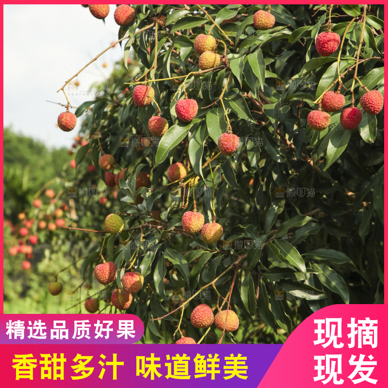 树上的荔枝