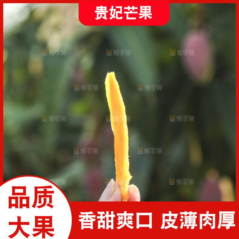 树上的新鲜芒果