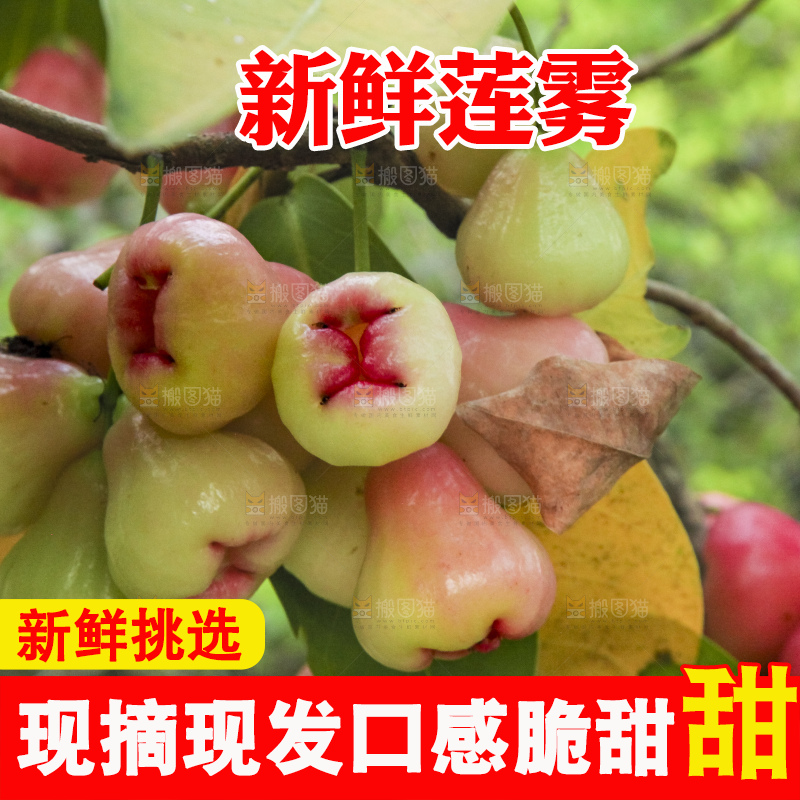 树上的新鲜莲雾