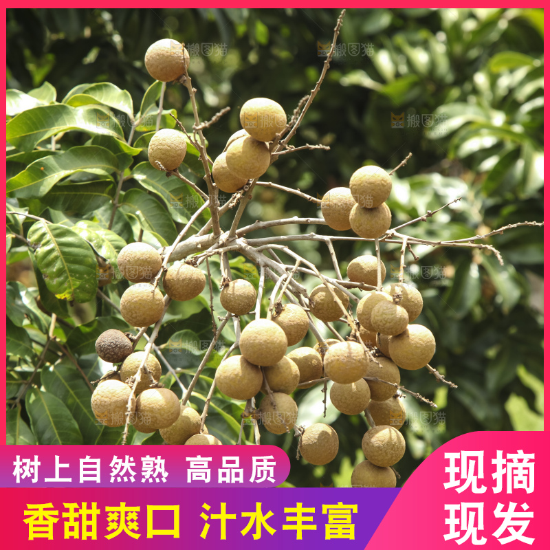 树上的新鲜龙眼