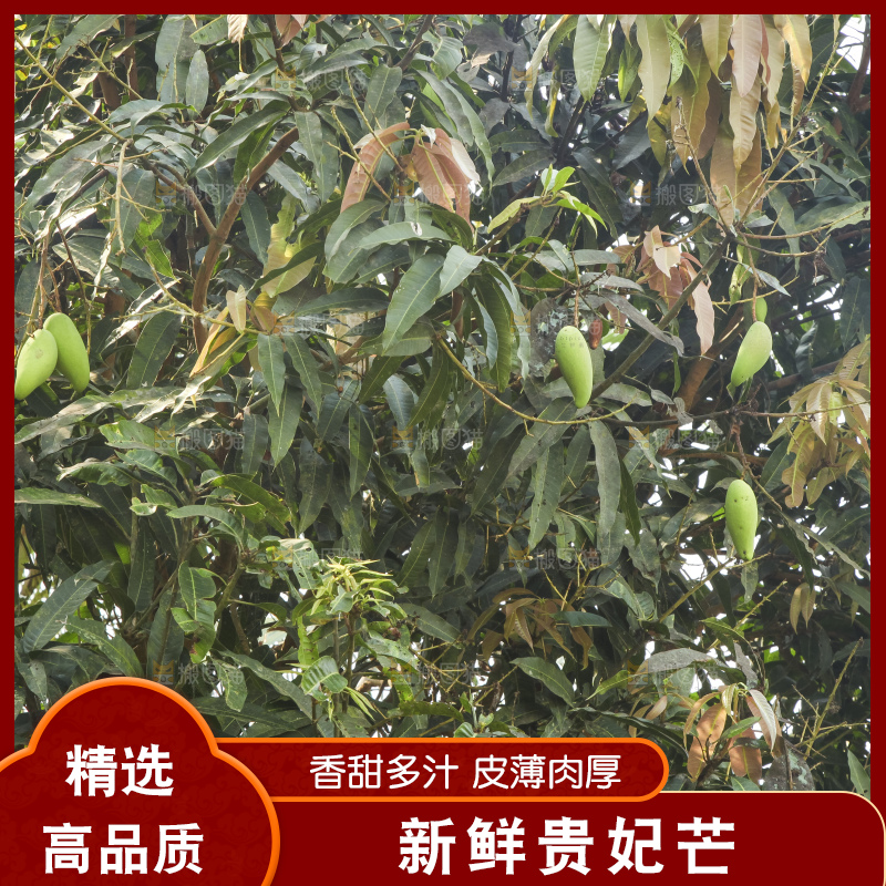 树上的新鲜芒果
