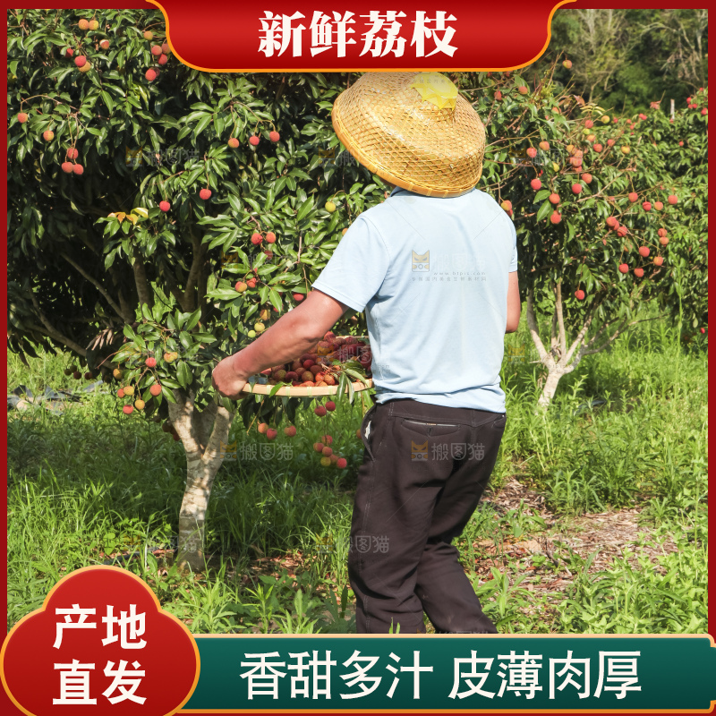 树上的荔枝
