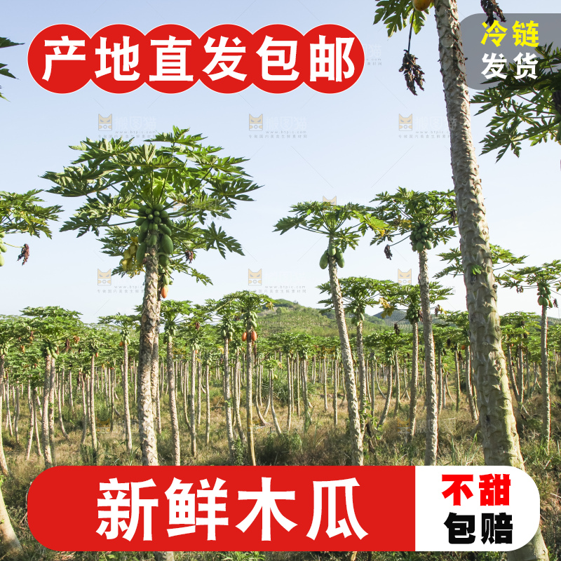 树上的木瓜