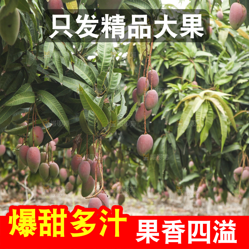 树上的新鲜芒果