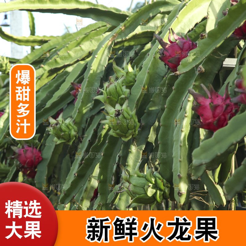 火龙果产地