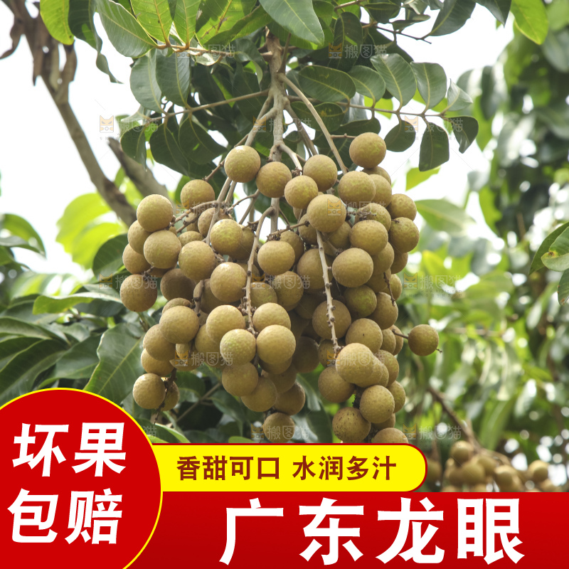 树上的新鲜龙眼