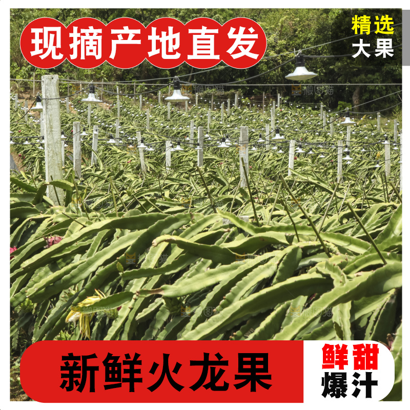 火龙果产地