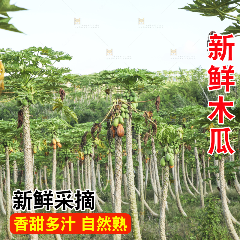 树上的木瓜