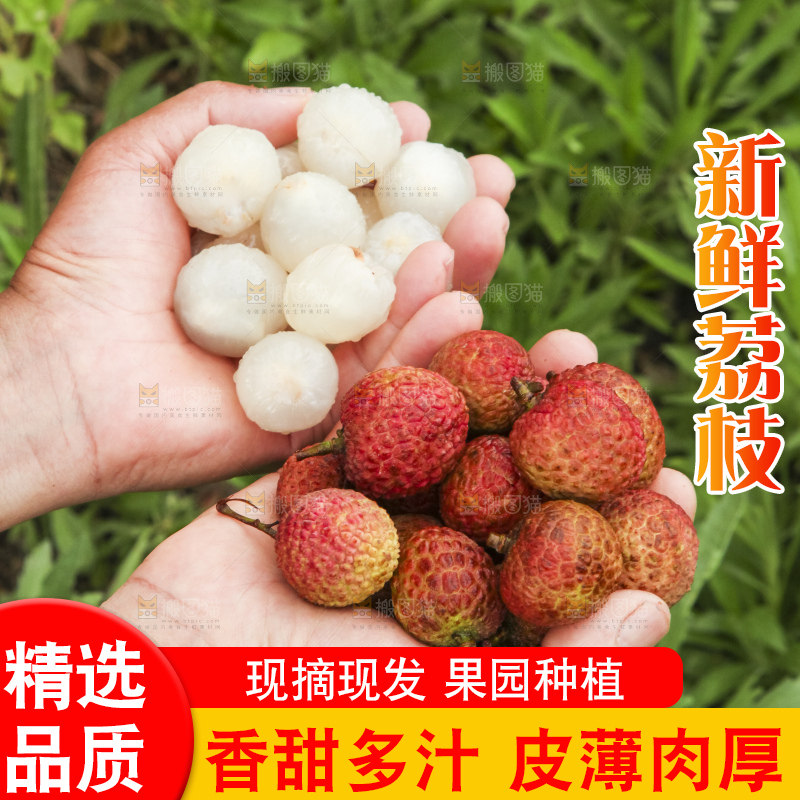 树上的荔枝