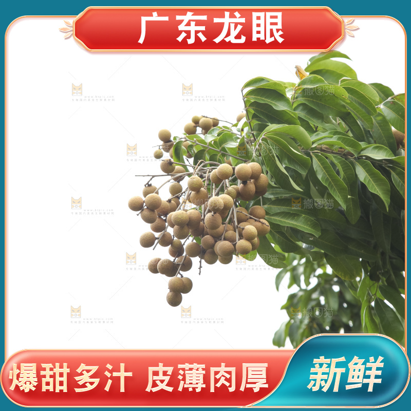 树上的新鲜龙眼