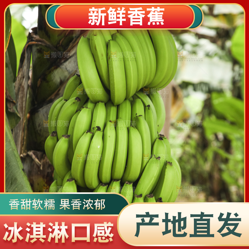 树上的新鲜香蕉