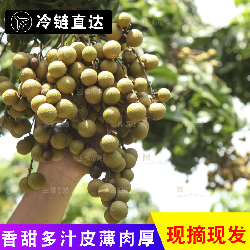 树上的新鲜龙眼