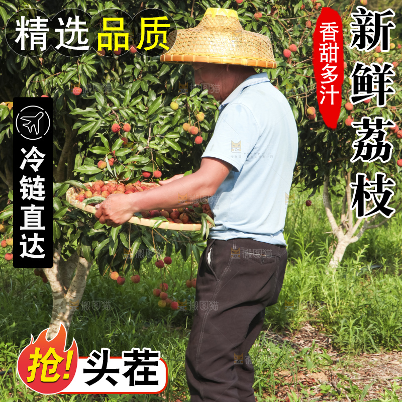 树上的荔枝