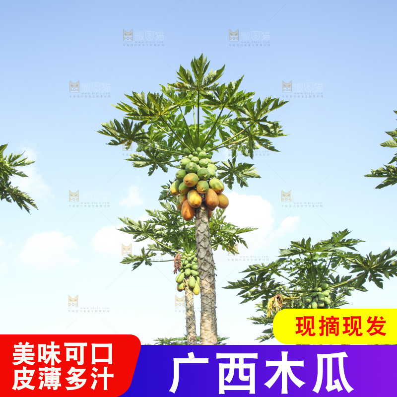 树上的木瓜