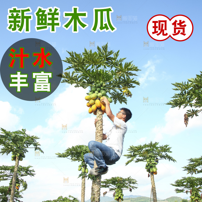 树上的木瓜