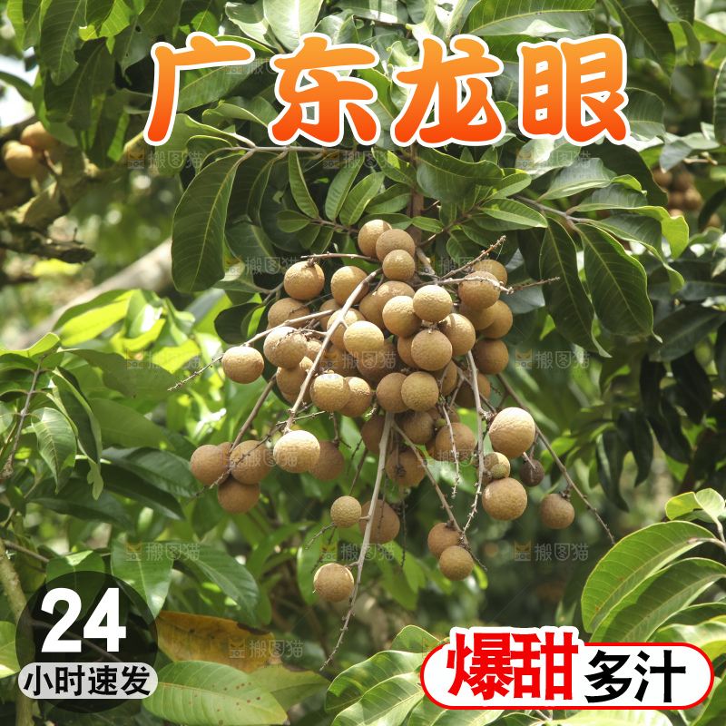 树上的新鲜龙眼