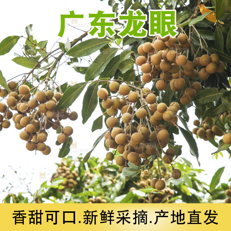 树上的新鲜龙眼