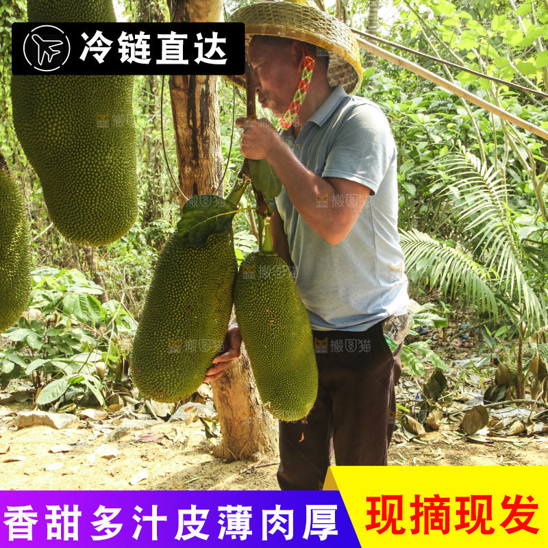 树上的新鲜菠萝蜜