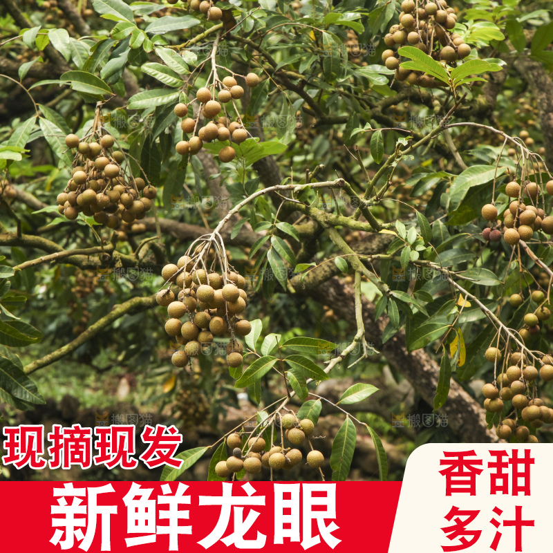 树上的新鲜龙眼
