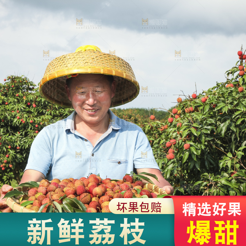 树上的荔枝